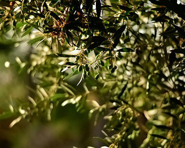 Oliveira da Serra Beliefs
